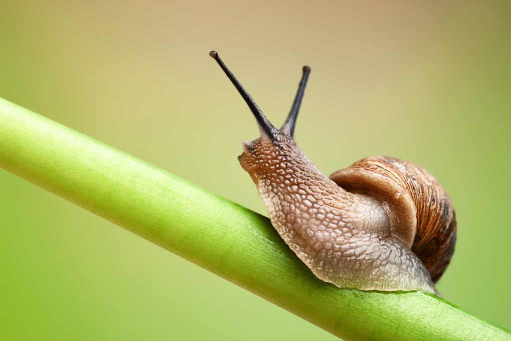 Snail