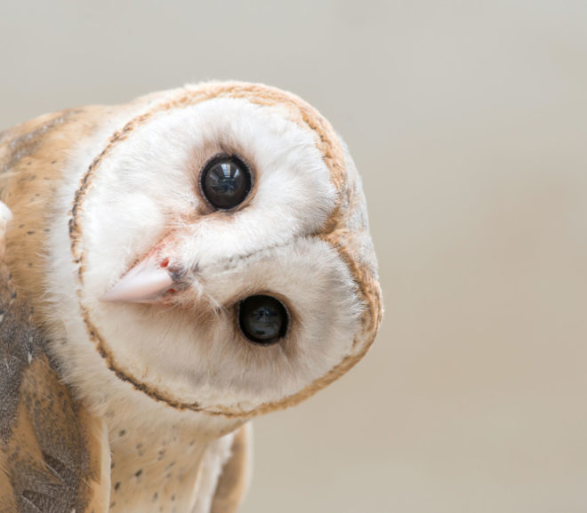 Owl With Tilted Head